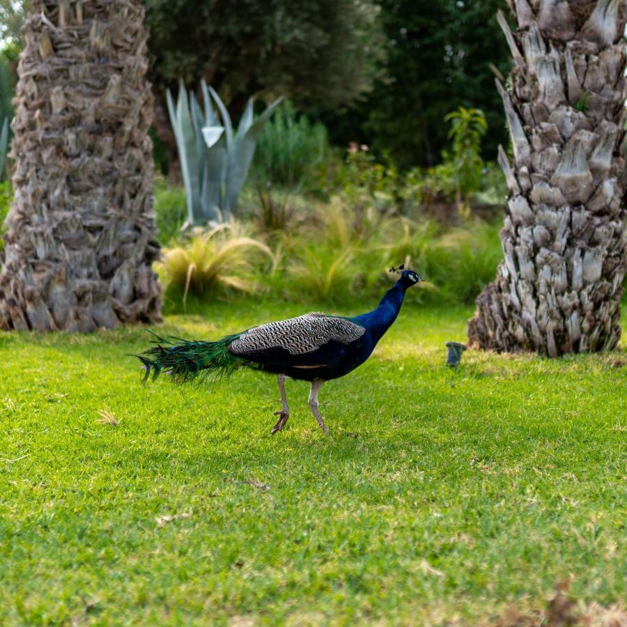 Willa Domaine Alma Marrakech Marrakesz Zewnętrze zdjęcie