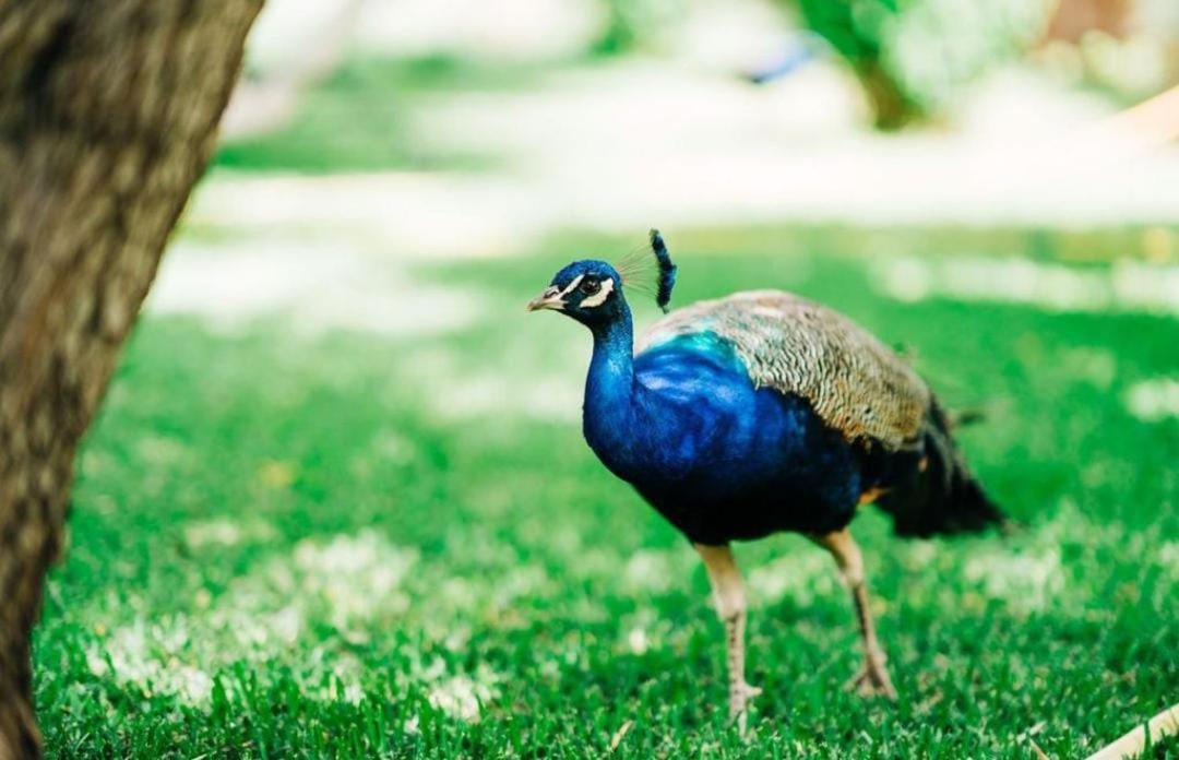 Willa Domaine Alma Marrakech Marrakesz Zewnętrze zdjęcie